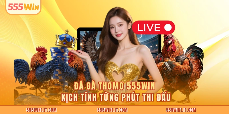 Đá gà Thomo 555WIN kịch tính từng phút thi đấu