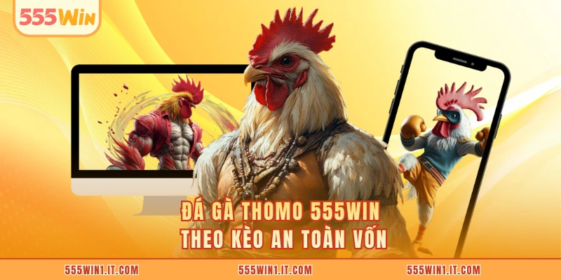 Đá gà Thomo 555WIN theo kèo an toàn vốn