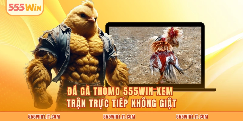 Đá gà Thomo 555WIN xem trận trực tiếp không giật